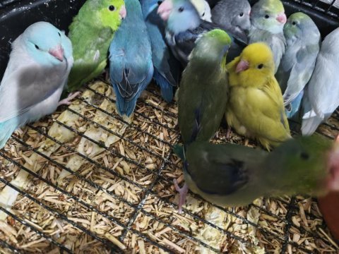 El besleme bebek forpuslar