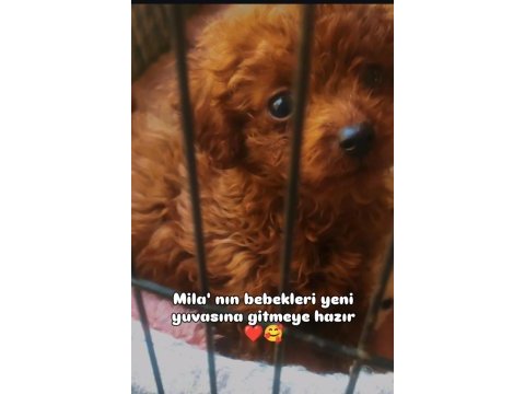 Kore poodle bebekler
