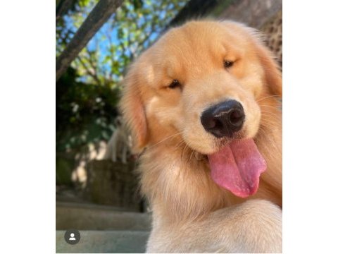 Dost canlısı golden retriever yavrular
