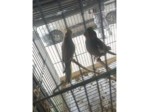 Sevimli sultan papağanı yavrular