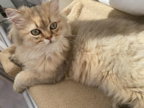 British longhair 65 günlük kedimiz