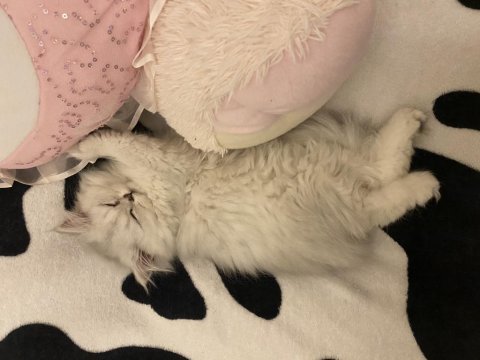 British longhair dişi kedimiz