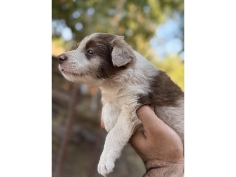 Üreticiden red merle blue merle border collıe