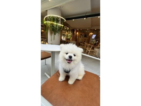 7 aylık pomeranian boo