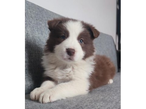 Sağlıklı safkan border collie yavru köpekler