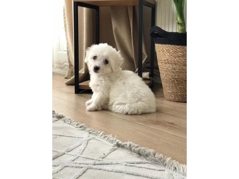Sıfır numara maltese terrier