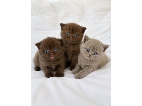 Nadir özel renk chocolate british shorthair yavrular