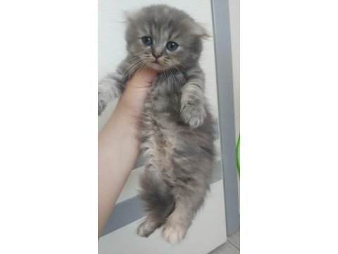 British shorthair