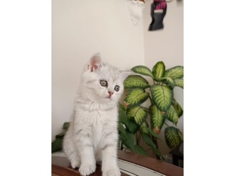 Full şecereli babadan british shorthair bayram şekeri