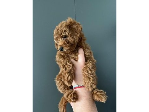 1 adet yavrum kaldı sahiplendirmek için toy poodle