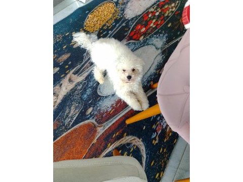Kore bichon frise yetişkin
