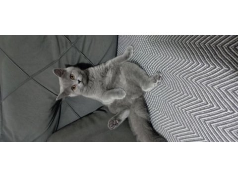 British shorthair kızımızı sahiplendiriyoruz
