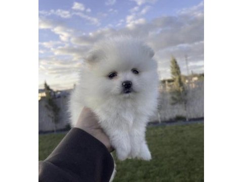 Pomeranian boo yavru