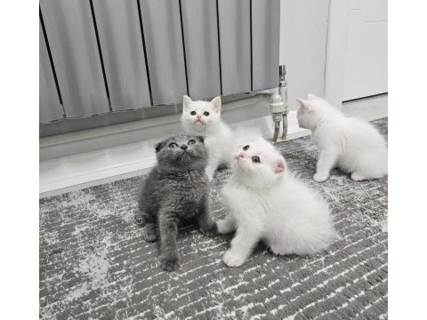 Aile sıcaklığında büyüyen scottish fold british yavrular