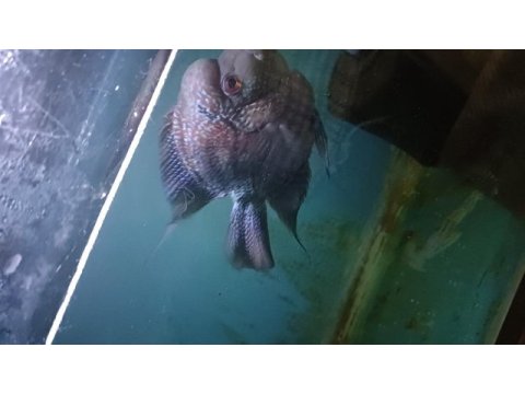 Ele alışık vahşi flowerhorn