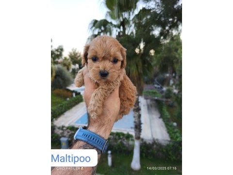 Maltipoo yavru köpekler