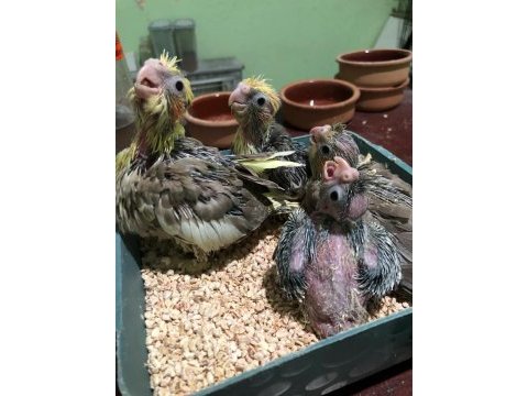 Yavru yeni yeme düşmüş sultan papağanı takımlar
