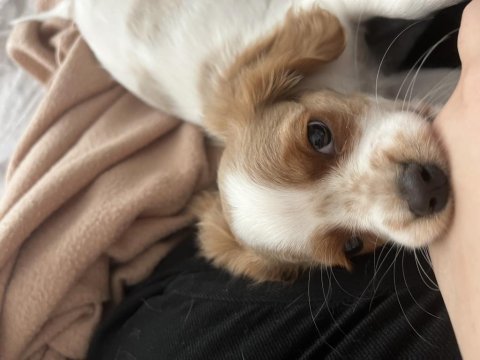 2.5 aylık cavalier king charles yavrumuz