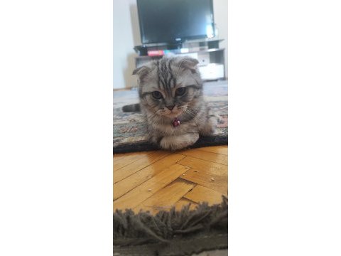4 aylık scottish fold