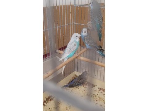 Yeni yeme düşen bebek muhabbet kuşu yavrular
