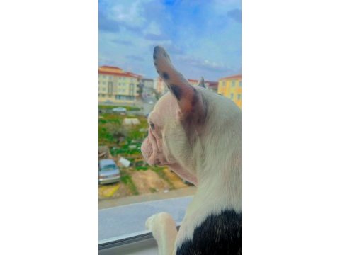 Sevimli french bulldog köpeğimiz miya