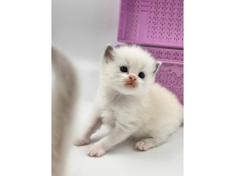 Safkan ragdoll bebekleri