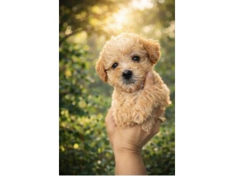 Maltipoo yavruları