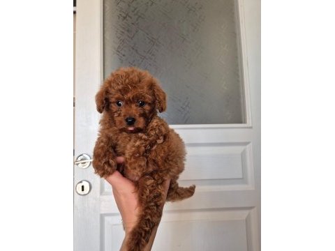 Kore erkek poodle yavrumuz