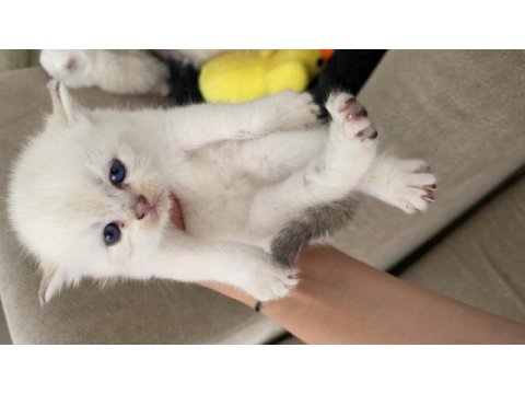 50 günlük golden kedi yavrularımız 