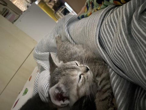 2 aylık british shorthair yavruma yuva arıyorum