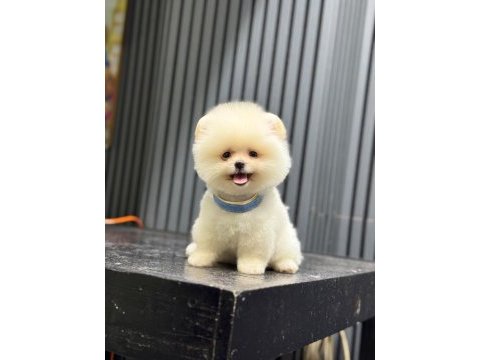 Sağlık ve ırk garantili pomeranian