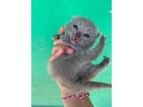 Scottish fold yavrularımız