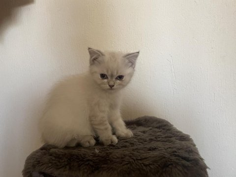 Şirin mi şirin bluepoint scottish fold