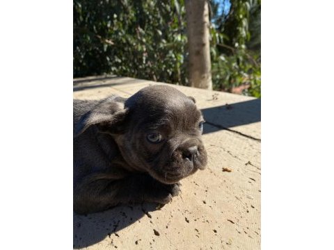 Renkli french bulldog