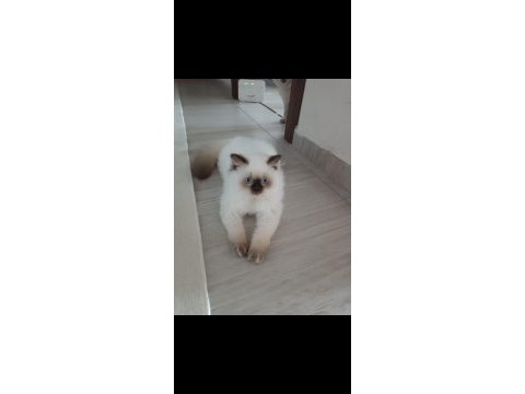 British longhair oğlumuza eş arıyoruz