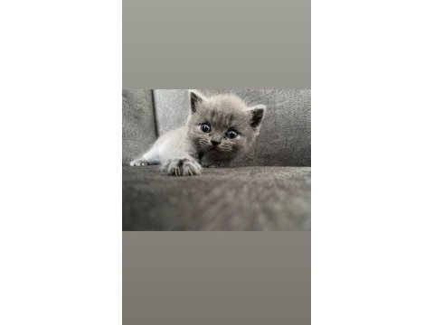 British shorthair yavrulara acilen yuva aranmaktadır