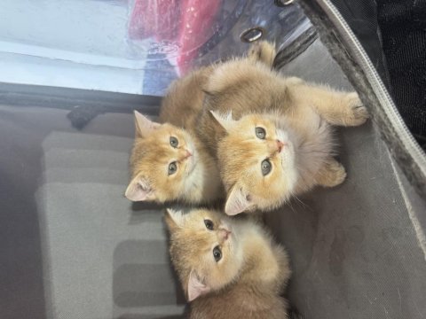 Sarı renkte ny12 british shorthair bebekler