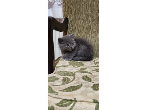 British shorthair dişi yavrumuz