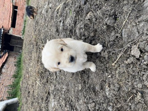 Baby fare golden retriever yavrular
