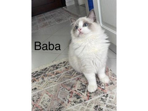Ragdoll yavrular