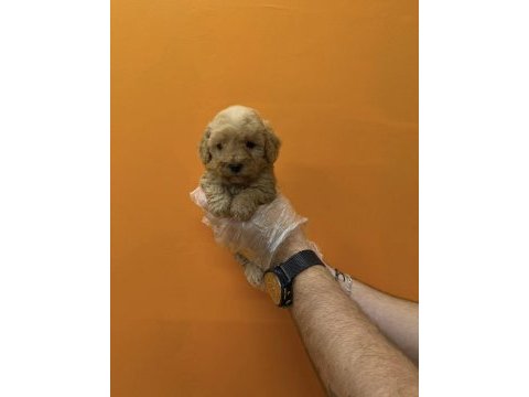 Teacup maltipoo yavrularımız