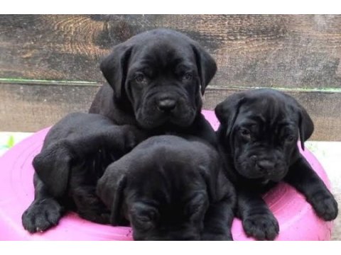 Son 1 dişi 1 erkek cane corso yavrular kapıda ödemeli