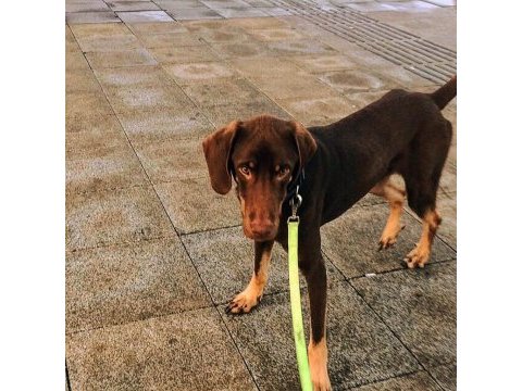 Sosyal kelebek moka yuva arıyor doberman