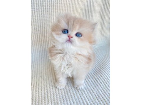 British longhair cy12 lesley yeni yuvasını arıyor