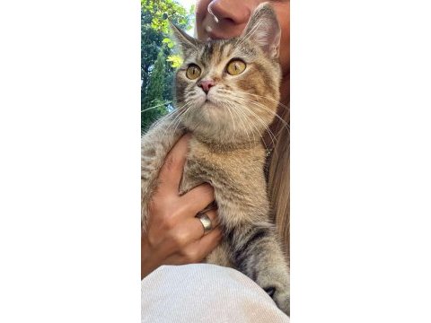 British shorthair cins kedilerimiz
