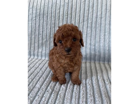Eşsiz güzellikte toy poodle yavru