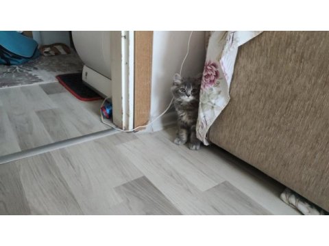 Bu british longhair misss çocuk kaçmaz