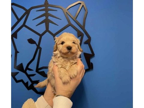 Irk garantili baby face maltipoo yavrularımız