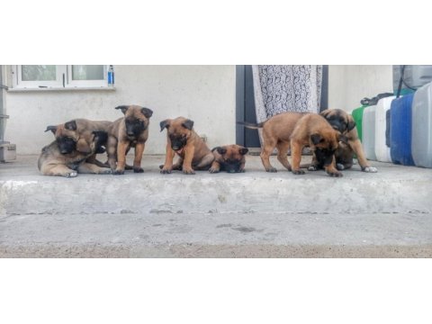 Orjinal saf belçika malinois deli bunlar