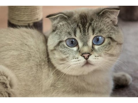 Scottish fold dişi yavru